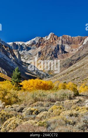 USA, Kalifornien, McGee Creek. Die Straße in die McGee Creek Pack Station und die Sierra Mountains fällt durch farbige Baumwollbäume Stockfoto