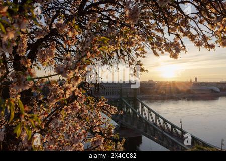 (240502) -- BUDAPEST, 2. Mai 2024 (Xinhua) -- dieses Foto vom 17. März 2024 zeigt einen blühenden Baum und die Wahrzeichen der Freiheitsbrücke in Budapest, Ungarn. (Foto: Attila Volgyi/Xinhua) Stockfoto