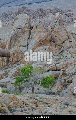 USA, Kalifornien, Lone Pine, Inyo County. Alabama Hills mit einsamem Baumwollbaum Stockfoto