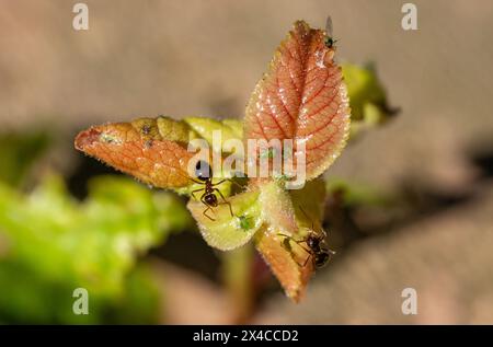 Nahaufnahme von Blättern mit Blattläusen und Ameisen im Frühjahr Stockfoto