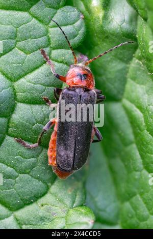 Nahaufnahme von Cantharis rustica, dem rustikalen Matrosenkäfer (Soldier Käfer) Stockfoto