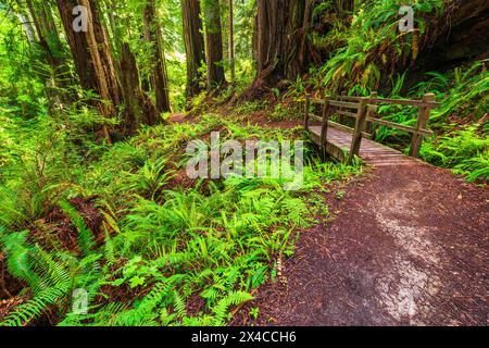 Trillium Falls Trail, Prairie Creek Redwood State Park, Kalifornien, USA Stockfoto