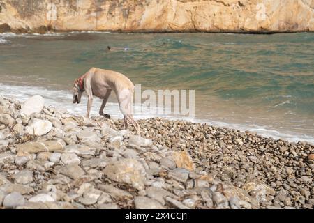 Rückansicht eines weißen spanischen windhunds, der an einem hundefreundlichen Kieselstrand angeleint wird. Urlaub mit Haustier Stockfoto