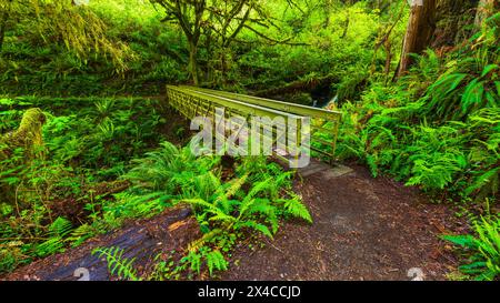 Fußgängerbrücke auf dem Trillium Falls Trail, Prairie Creek Redwood State Park, Kalifornien, USA Stockfoto