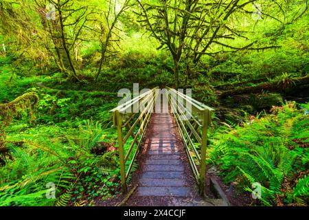 Fußgängerbrücke auf dem Trillium Falls Trail, Prairie Creek Redwood State Park, Kalifornien, USA Stockfoto