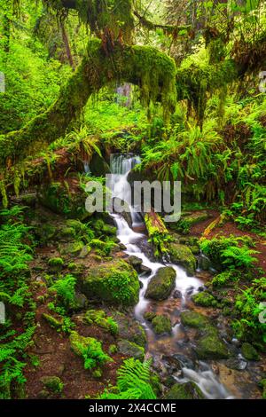 Trillium Falls, Prairie Creek Redwood State Park, Kalifornien, USA Stockfoto