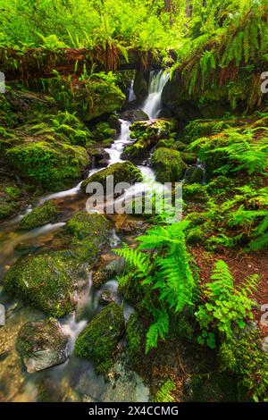 Trillium Falls, Prairie Creek Redwood State Park, Kalifornien, USA Stockfoto