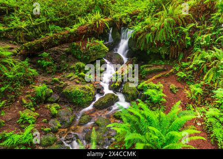 Trillium Falls, Prairie Creek Redwood State Park, Kalifornien, USA Stockfoto