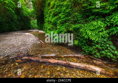 Fern Canyon, Prairie Creek Redwoods State Park, Kalifornien, USA Stockfoto