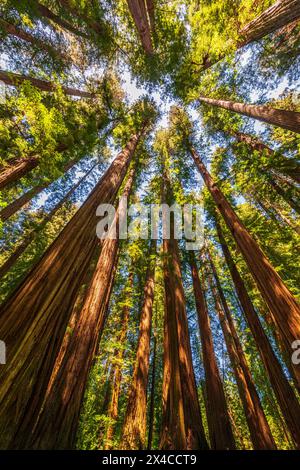 Küstenmammutbäume im Stout Grove, Jedediah Smith Redwoods State Park, Redwood National Park, Kalifornien, USA Stockfoto