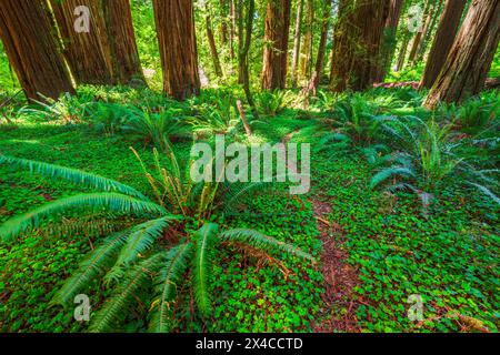 Küstenmammutbäume im Stout Grove, Jedediah Smith Redwoods State Park, Redwood National Park, Kalifornien, USA Stockfoto