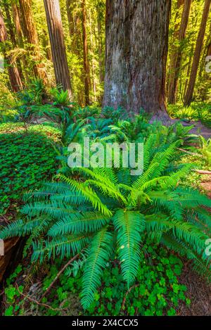 Küstenmammutbäume im Stout Grove, Jedediah Smith Redwoods State Park, Redwood National Park, Kalifornien, USA Stockfoto