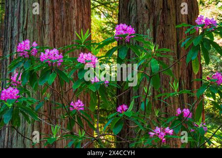 Rhododendron im Stout Grove, Jedediah Smith Redwoods State Park, Redwood National Park, Kalifornien, USA Stockfoto