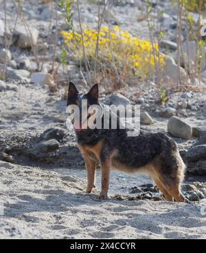 Mission Creek Preserve, Colorado Desert, Kalifornien Stockfoto