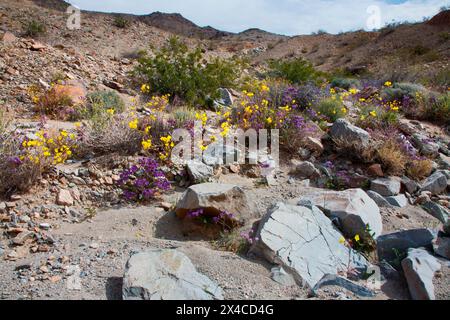 Zarte Frühlingsblumen in der Black Eagle Mine Road, Kalifornien Stockfoto