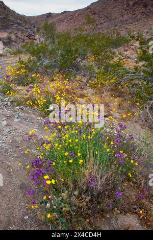 Zarte Frühlingsblumen in der Black Eagle Mine Road, Kalifornien Stockfoto