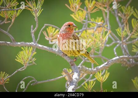 USA, Colorado, Fort Collins. Männliches Haus finch im Baum. Stockfoto