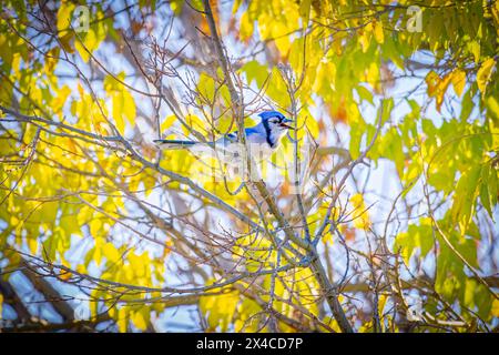 USA, Colorado, Fort Collins. Blauer jay im Baum. Stockfoto