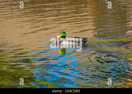 USA, Colorado, Fort Collins. Männliche Stockenten im Wasser. Stockfoto