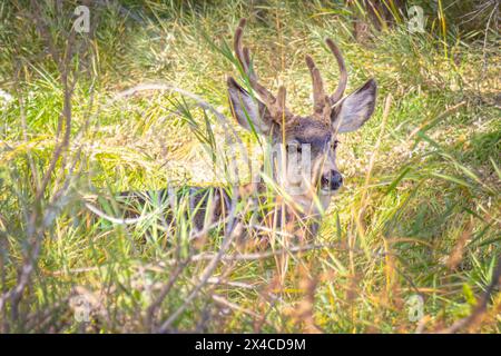 USA, Colorado, Fort Collins. Männliche Maultierhirsche in grasbewachsener Bürste. Stockfoto