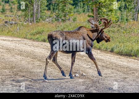 USA, Colorado, Fort Collins. Bullenelche überqueren die Straße. Stockfoto