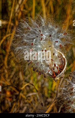 USA, Colorado, Fort Collins. Auffällige Milchkrautkapsel wurde im Herbst eröffnet. Stockfoto