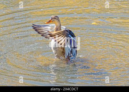 USA, Colorado, Fort Collins. Weibliche Stockenten-Ente, die Flügel im Wasser schlagen. Stockfoto