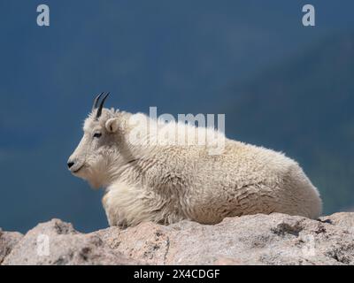 Rocky Mountain Goat on Ledge, Mount Evans Wilderness Area, Colorado Stockfoto