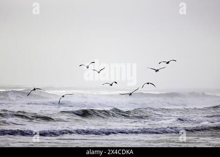 Pelicaner fliegen über New Smyrna Beach. Stockfoto