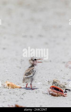 Ein einsames Seeschwalbenmädchen an einem Niststrand. Stockfoto