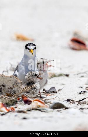 Eine Seeschwalbenkühe nimmt Deckung neben einem Elternteil. Stockfoto