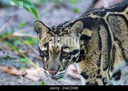 Ein seltener getrübter Leopard. Stockfoto