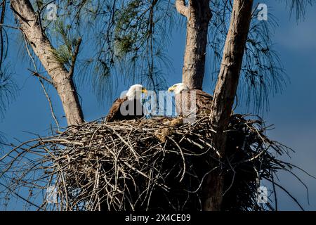 Sie nisten Weißkopfseeadler mit Jungen auf Marco Island, Florida. Stockfoto