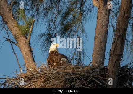 Sie nisten Weißkopfseeadler mit Jungen auf Marco Island, Florida. Stockfoto