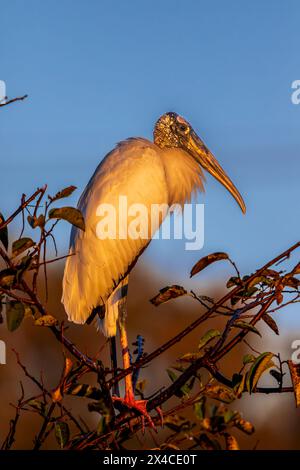 Gefährdeter Holzstorch in den Wakodahatchee Wetlands, Delray Beach, Florida. Stockfoto