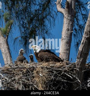 Sie nisten Weißkopfseeadler mit Jungen auf Marco Island, Florida. Stockfoto