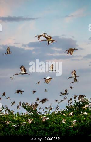 Erwachsene und junge weiße ibis verlassen ihr Kolonialzimmer früh am Morgen in Südflorida. Stockfoto
