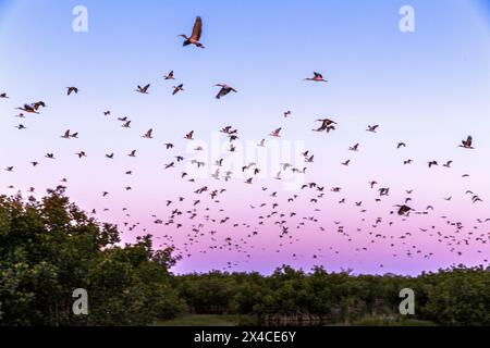 Erwachsene und junge weiße ibis verlassen ihr Kolonialzimmer früh am Morgen in Südflorida. Stockfoto