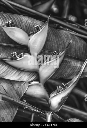 Schwarz-weiße Blumen hängen Hummer Krallen Heliconia Rostrata Blätter, Fairchild Tropical Botanic Garden, Coral Gables, Florida. Auch bekannt als falscher Paradiesvogel Stockfoto