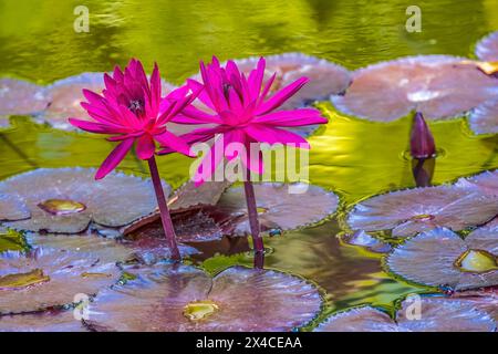 Pink Nymphaea, Fairchild Tropical Botanic Garden, Coral Gables, Florida. Stockfoto