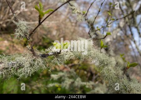 Flechten, die auf den kleinen Ästen einer Buche in einem schottischen Wald wachsen. Stockfoto