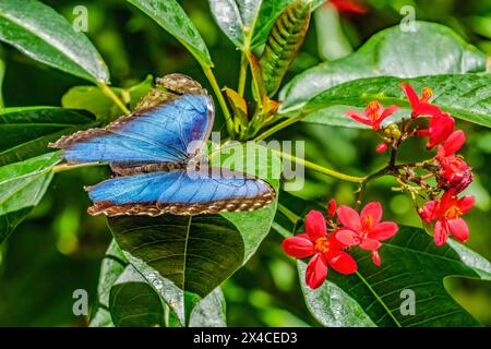 Blauer Morpho-Schmetterling, Fairchild Tropical Botanic Garden, Coral Gables, Florida. Auch bekannt als Kaiser Schmetterling Stockfoto