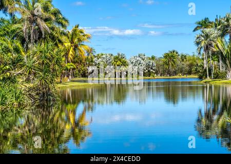 Palmen, Fairchild Tropical Botanic Garden, Coral Gables, Florida. Stockfoto