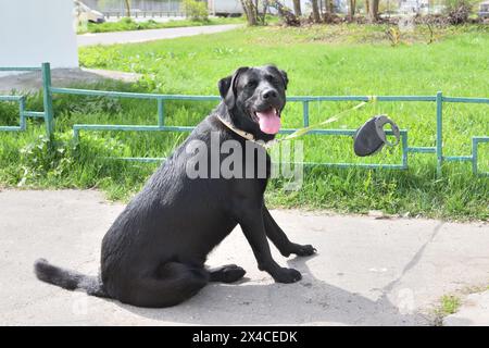 Ein Labrador Retriever ist an einer Leine an den Zaun gebunden. Warten auf den Eigentümer aus dem Store Stockfoto