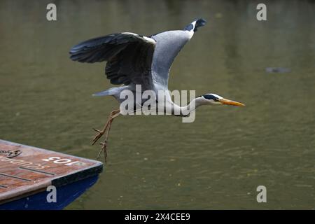 Ein grauer Reiher startet von einem Punt entlang des Flusses Cam in Cambridge. Bilddatum: Donnerstag, 02. Mai 2024. Stockfoto