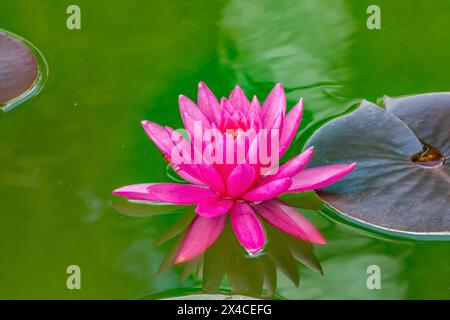 Miss siam nymphaea, Vizcaya Museum and Gardens, Miami, Florida. Stockfoto