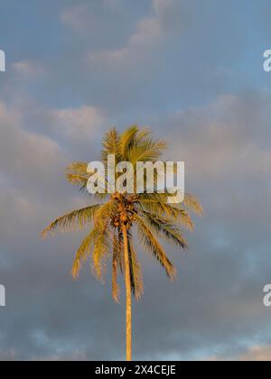 Kokospalmen vor hawaiianischem Himmel, Hamakua Coast, Hawaii Stockfoto