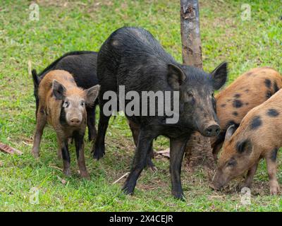 Lebende Wildschweine in der Nachbarschaft, Hamakua Coast, Hawaii Stockfoto