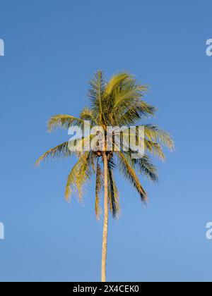 Kokospalmen vor hawaiianischem Himmel, Hamakua Coast, Hawaii Stockfoto