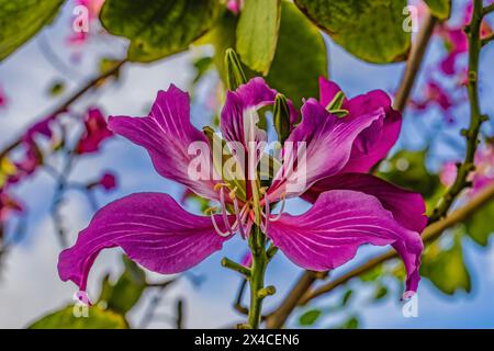 Farbenfrohe rosafarbene Hongkong Orchideen, Waikiki, Honolulu, Hawaii. Stockfoto
